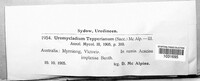 Image of Uromycladium tepperianum